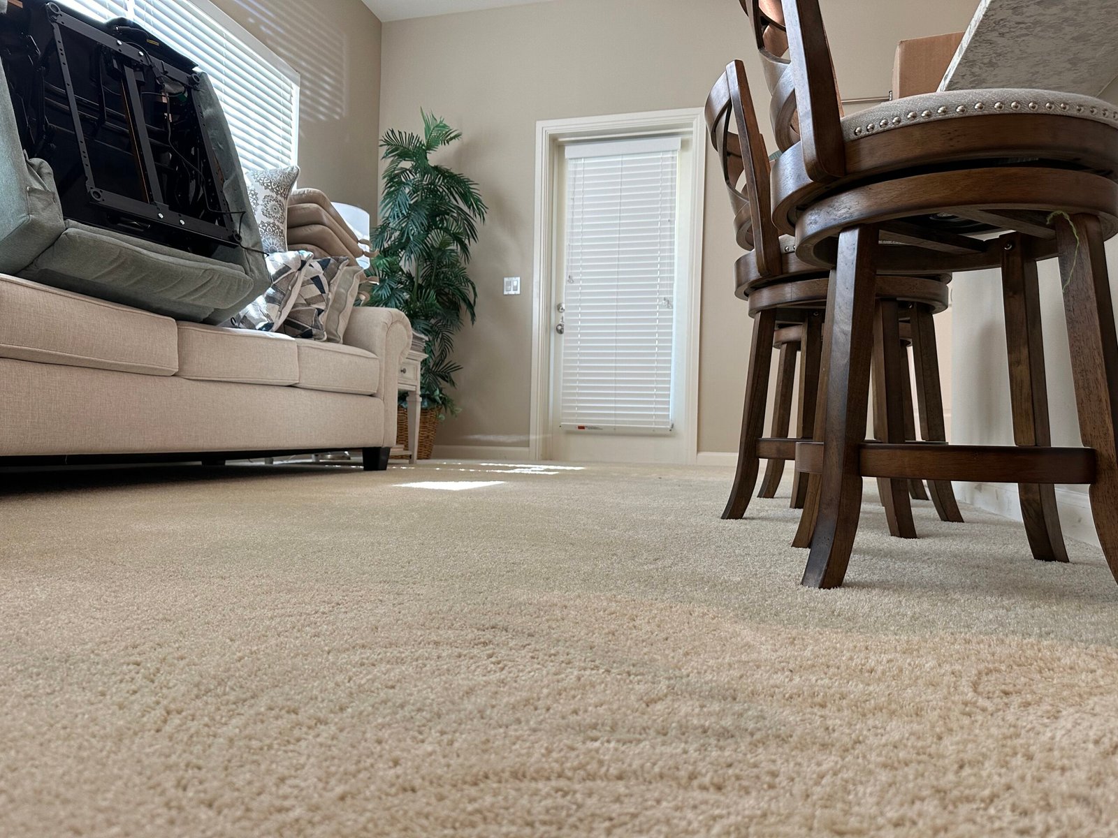 Pet stain and odor treatment on home carpet in Sarasota