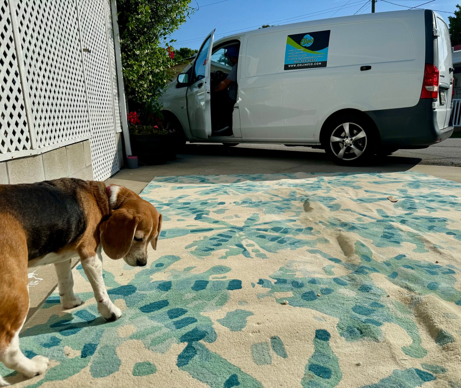 Pet stain and odor rug cleaning by Oh Limpio