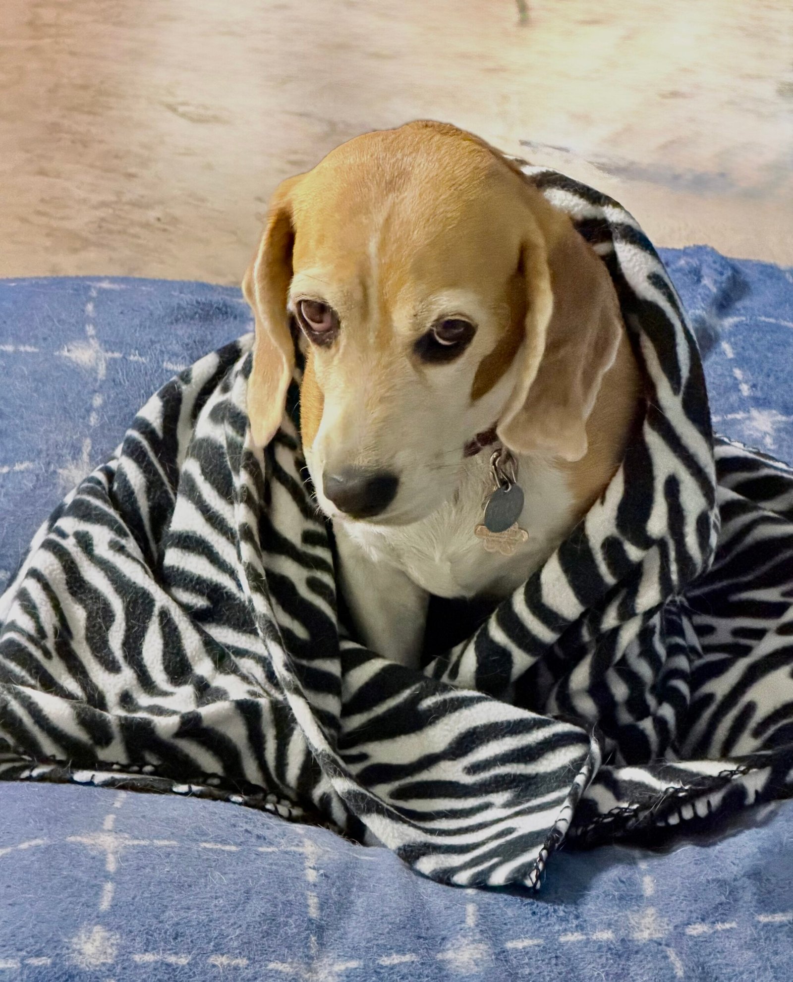 Pet stain and odor treatment on a fabric sofa in Sarasota